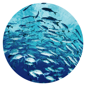 fish-shoal Fish Shoal
