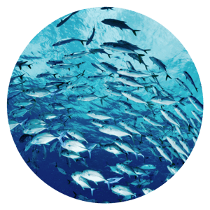 Fish Shoal