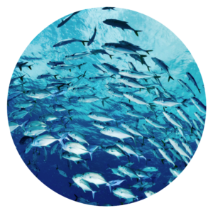 fish-shoal Fish Shoal